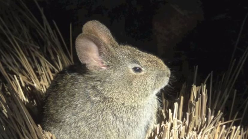 Volcano Rabbit