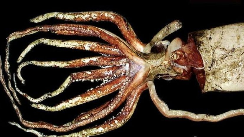 Giant King Squid