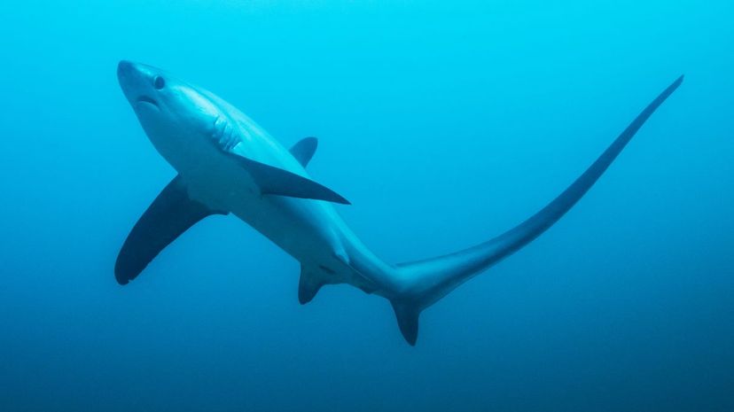 Thresher shark