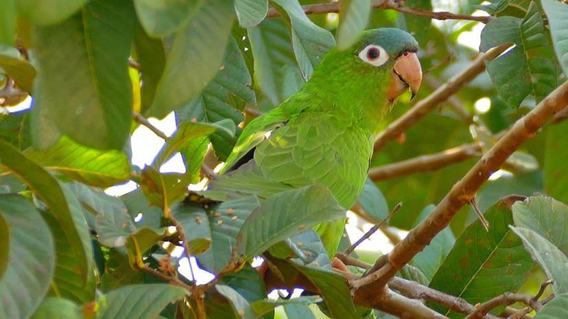 Blue-crowned Parakeet