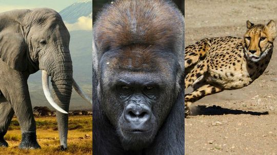 92% of People Can't Match the Animal to Its Habitat! Can You?