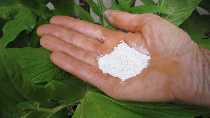 20 Arrowroot powder