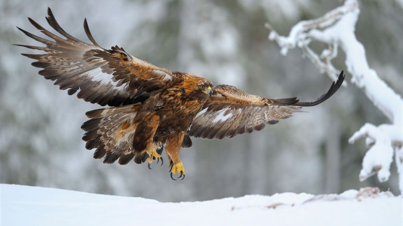 Golden Eagle