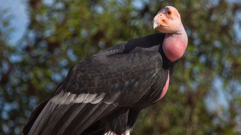 California Condor