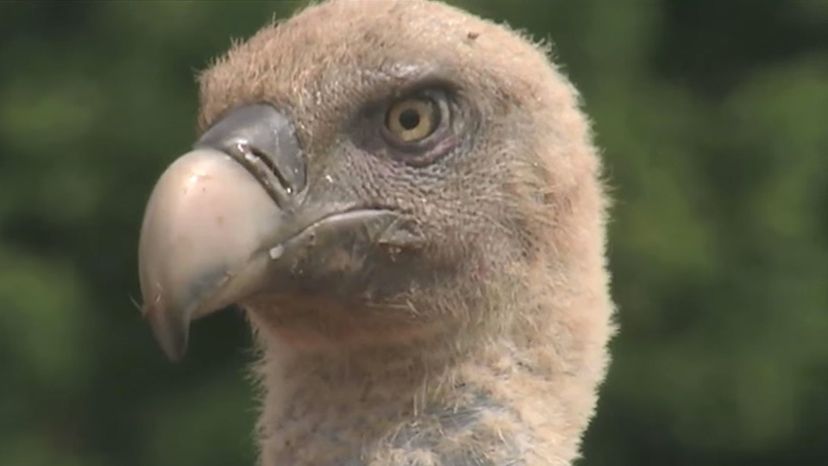 Griffon Vulture