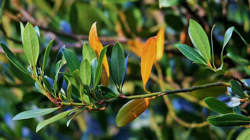 Bay Leaves