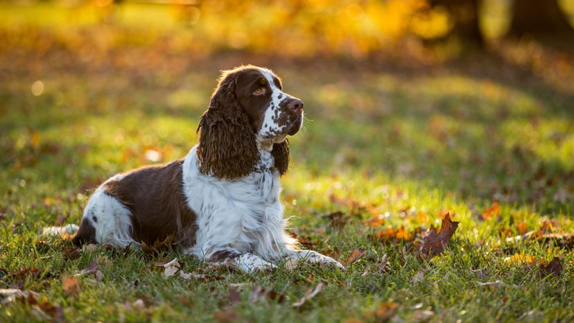 English Cocker Spaniel