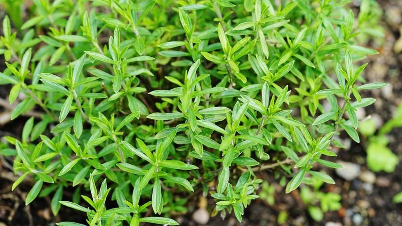 Winter Savory