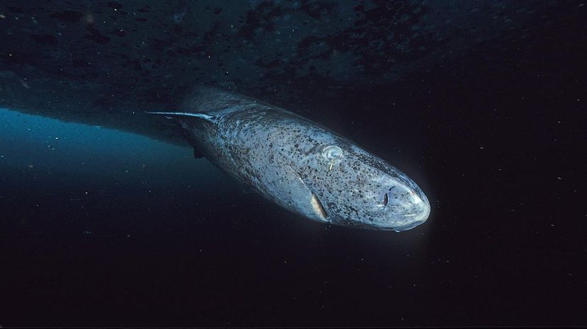 Greenland Shark