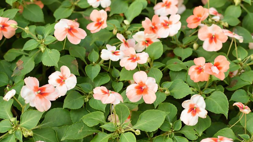 Impatiens walleriana (Busy Lizzie)