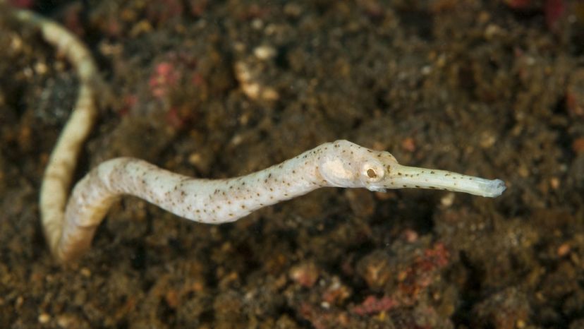 Pipefish