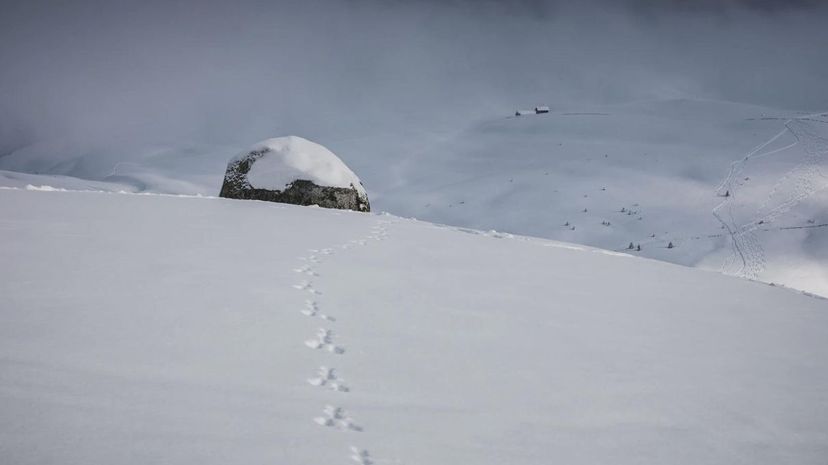 动物足迹雪＂border=