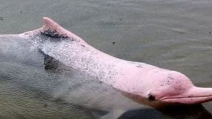 Ganges River Dolphin