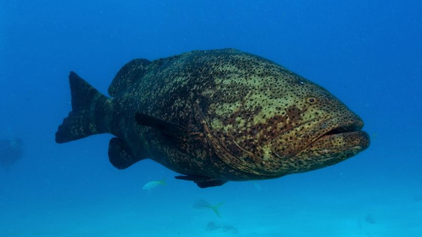 Goliath grouper