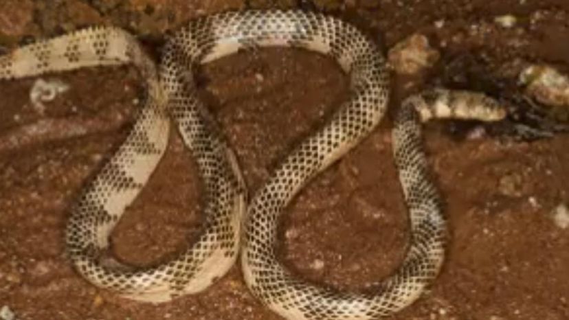 Este quiz de identificação de cobras venenosas é realmente difícil