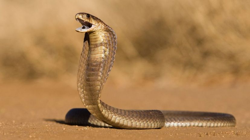 What Kind of Venomous Snake Are You?