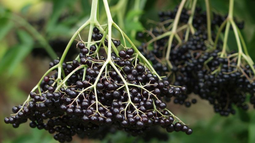 Elderberry