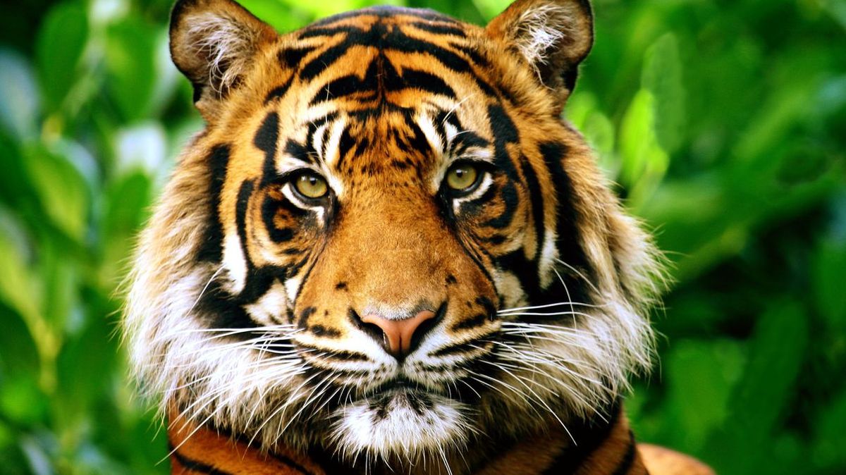 which-big-cat-are-you-based-on-your-myers-briggs-personality