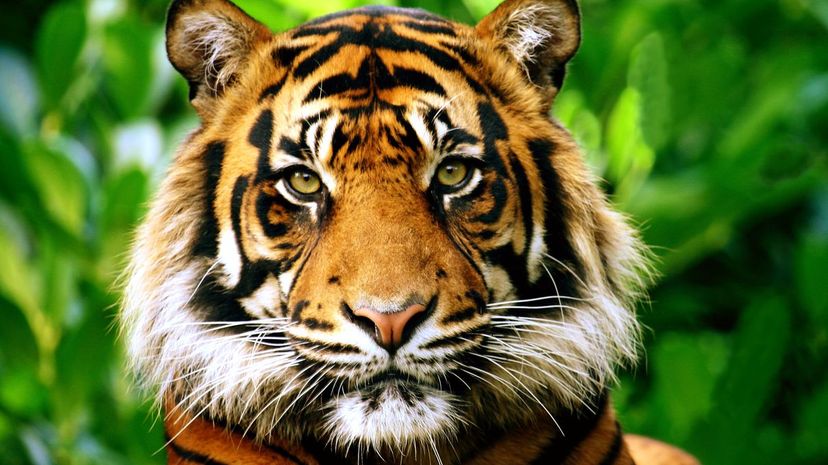 Which Big Cat Are You Based on Your Myers-Briggs Personality?