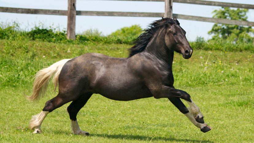 The Ultimate Horse Breed Identification Quiz | HowStuffWorks