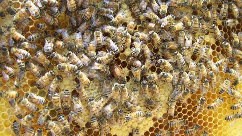 Q 04 Honey bees