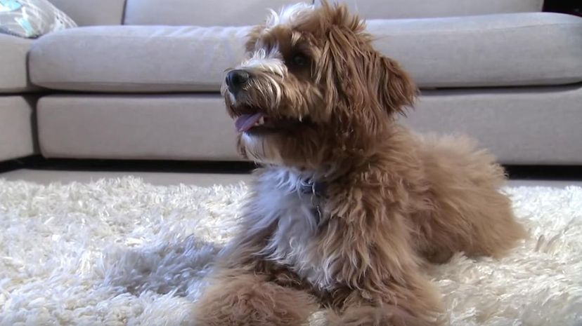 Cavoodle＂border=
