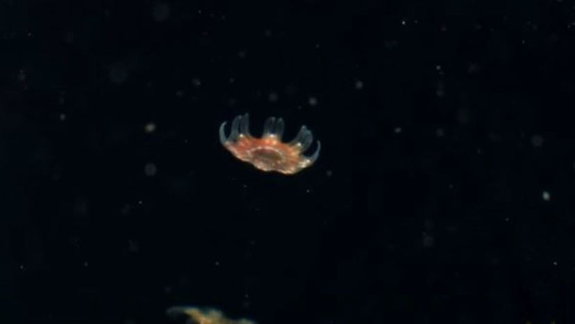 Ephyna (Jellyfish)