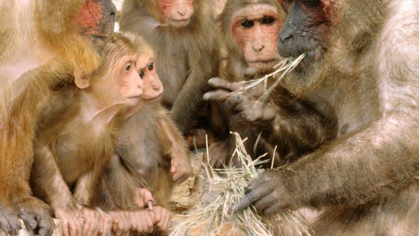 Macaca Monkey