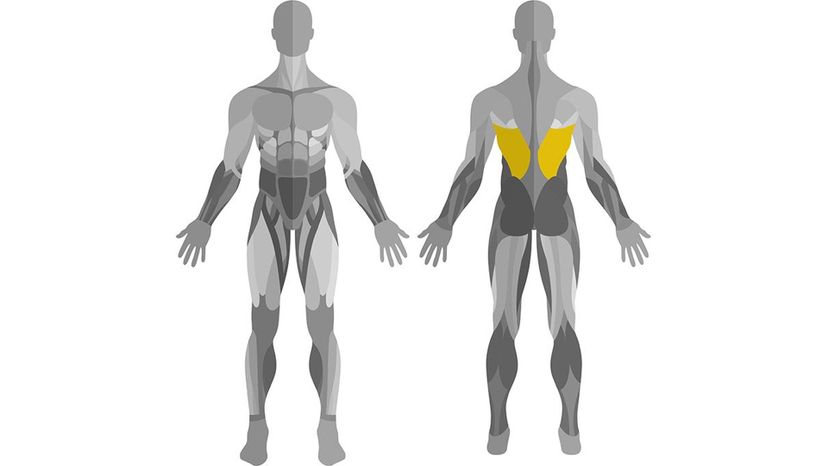 Latissimus Dorsi