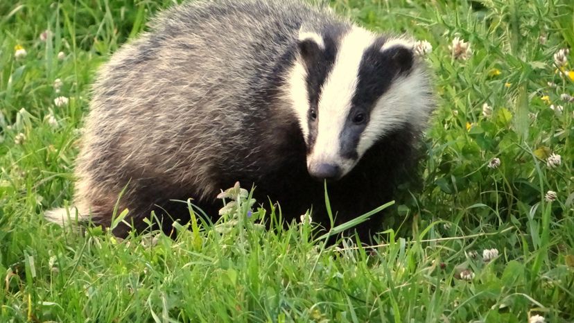 badger