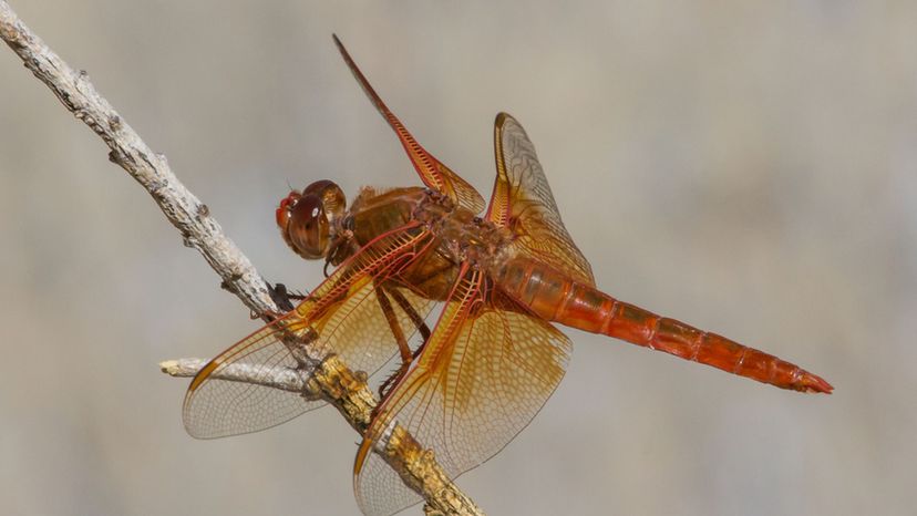 Flame Skimmer