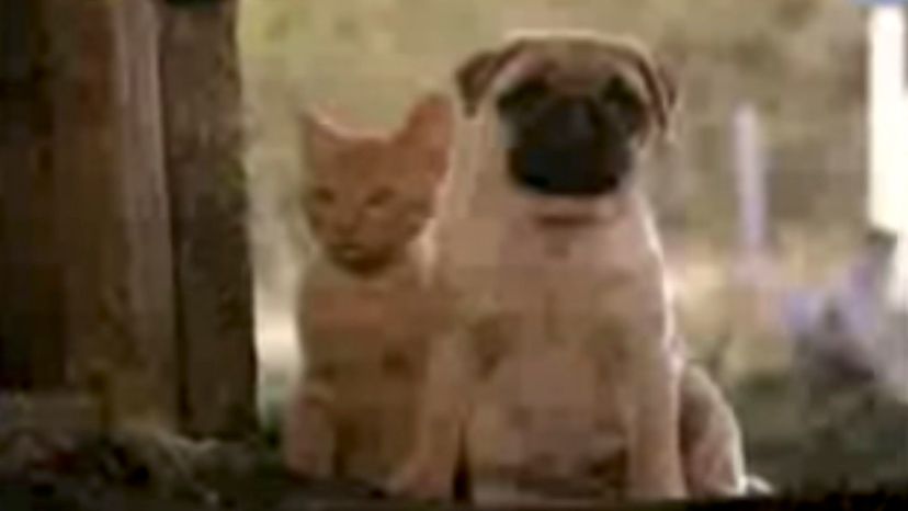 The Adventures of Milo and Otis