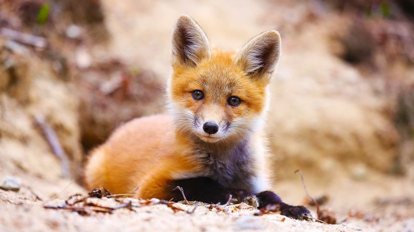 Can You Name These Adorable Fluffy Animals?