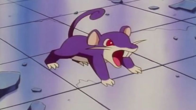 Rattata   