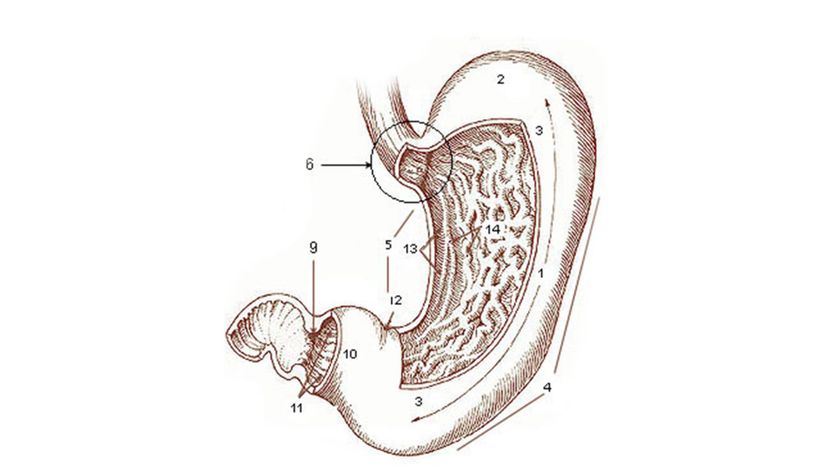 Stomach