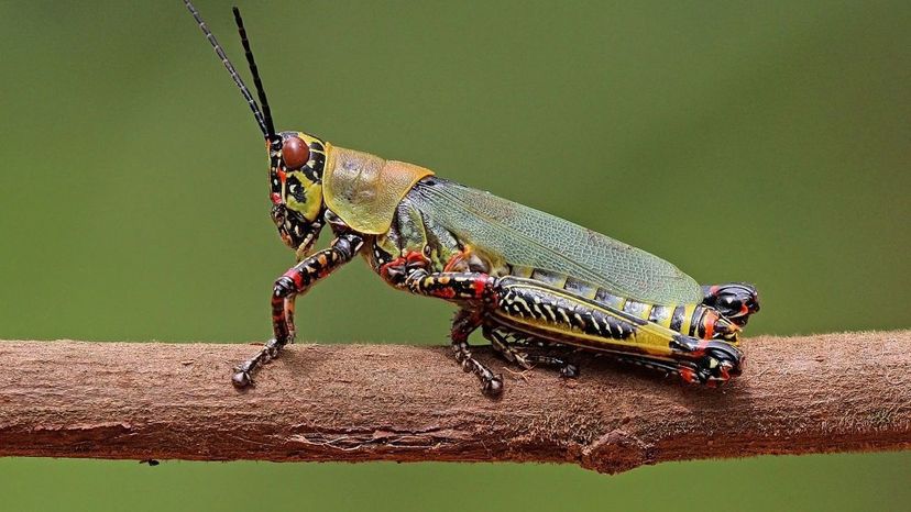 Grasshopper