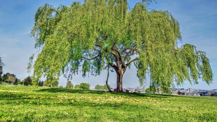11 Weeping willow