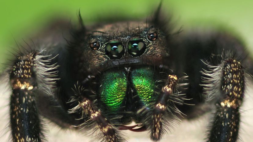 Bold Jumping Spider