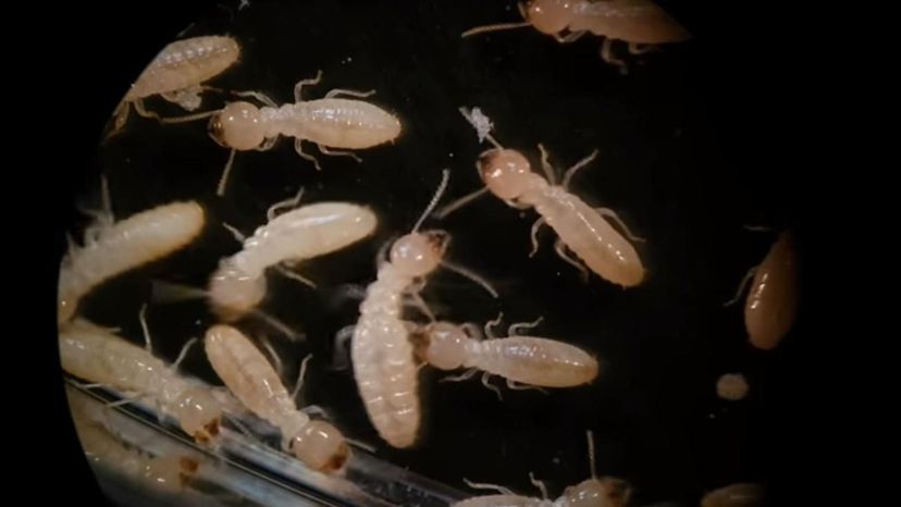 Eastern Subterranean Termite