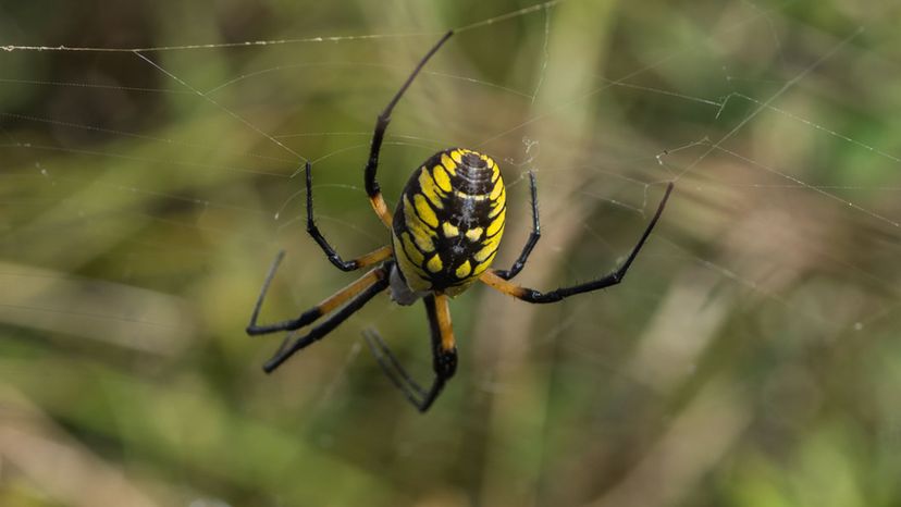 Black and Yellow Garden Spider