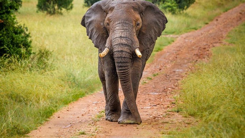 Elephant