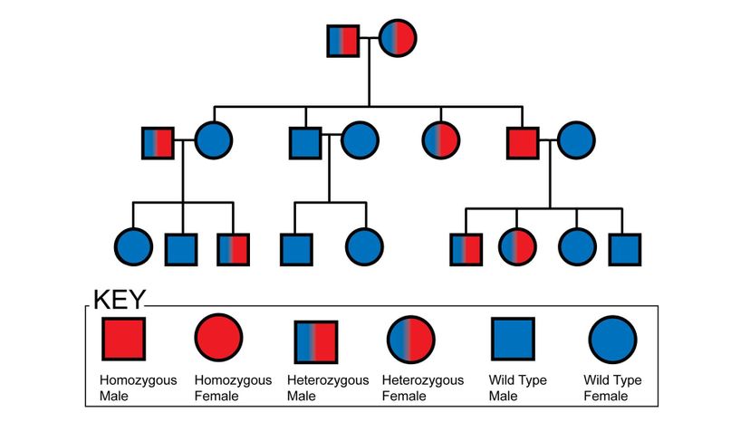 Pedigree Chart