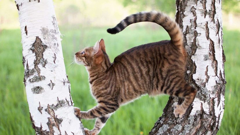 Toyger