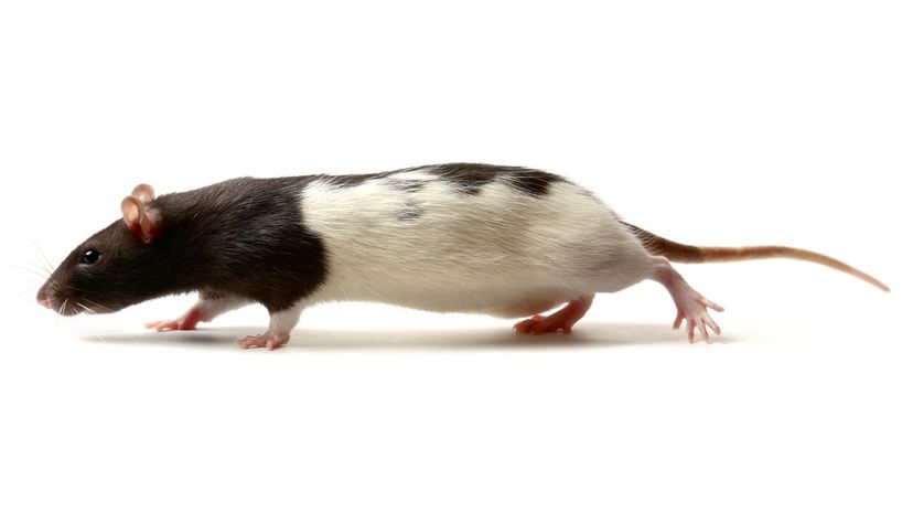 Rat