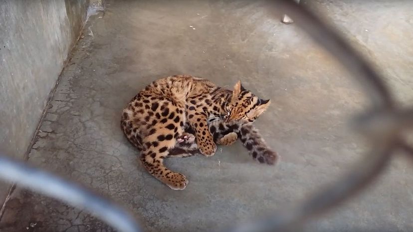 Marbled Cat