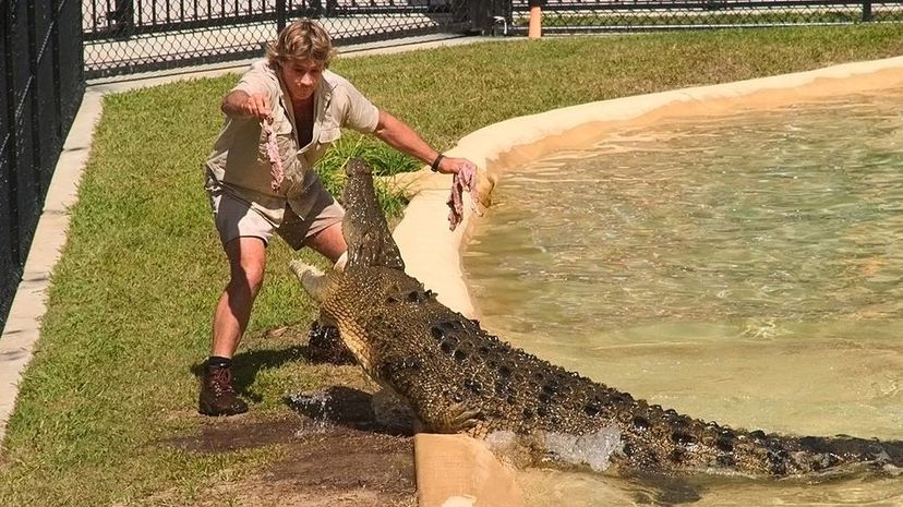 Q 11 Steve Irwin