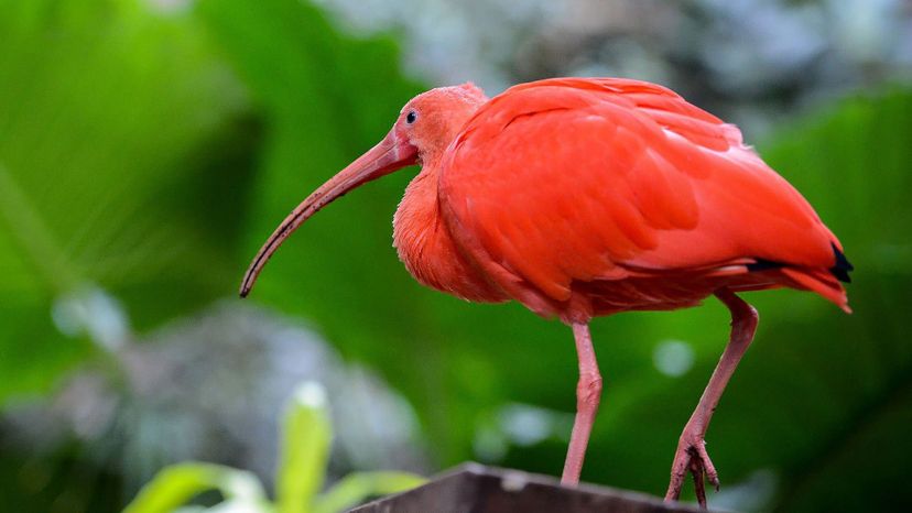 Scarlet Ibis