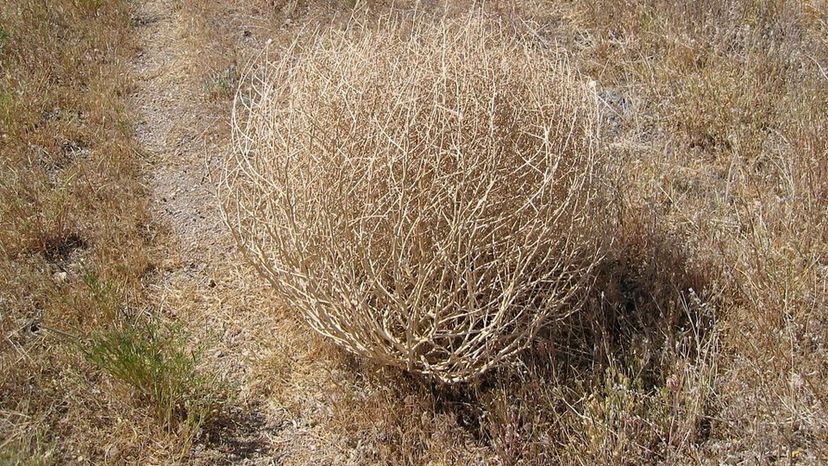 Tumbleweed