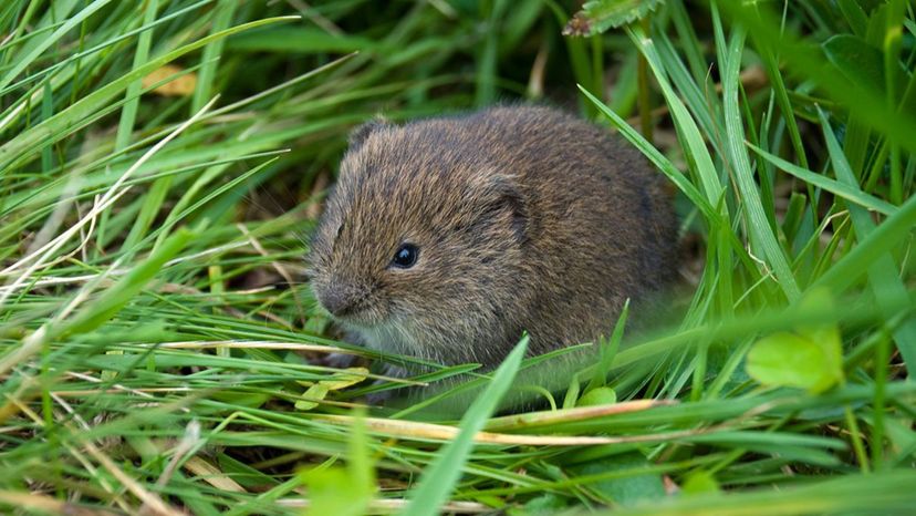 Lemming