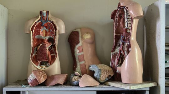 How Much Do You Know About Your Organs?